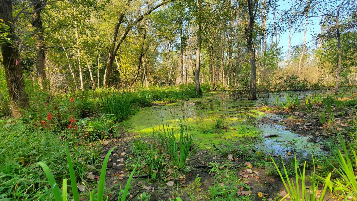 Happy National Wetlands Day 🌍🌱🌳💚! To celebrate, we want to highlight our recent Michigan project: the Cheney Run Wetland Preserve at Karwick Nature Park!

Learn more! bitly.ws/zBPM

#conservation #greeninfrastructure #greatlakes #midwest #cityplanning #sustainable