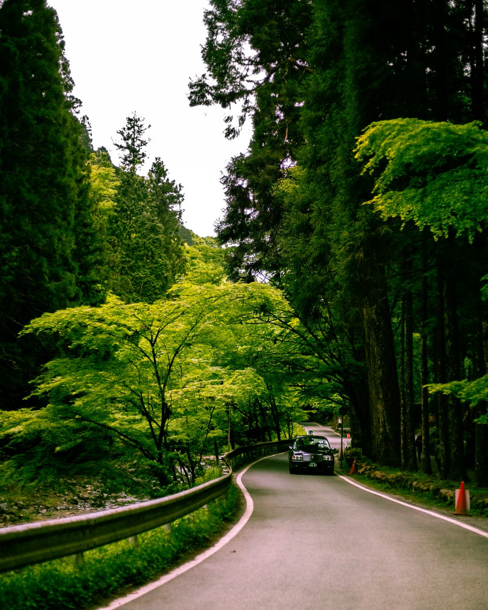 pauldesign's tweet photo. do you hear the forest? https://t.co/utiPIfakjD