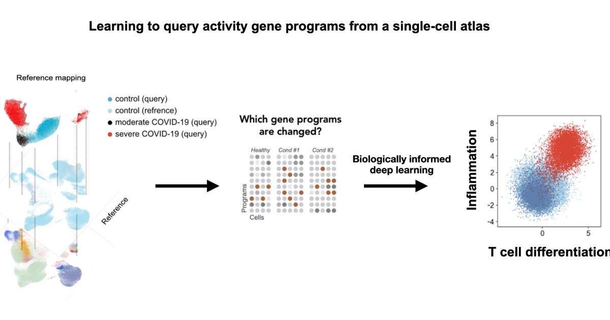 mo_lotfollahi's tweet photo. (1/4) Thrilled that expiMap is now published in 
@NatureCellBio. It learns the activity of gene programs for a query single-cell data in a reference atlas while enabling learning novel gene programs (e.g., new cell states, disease)! https://t.co/iloivSId95 https://t.co/BJxRX0xTO9