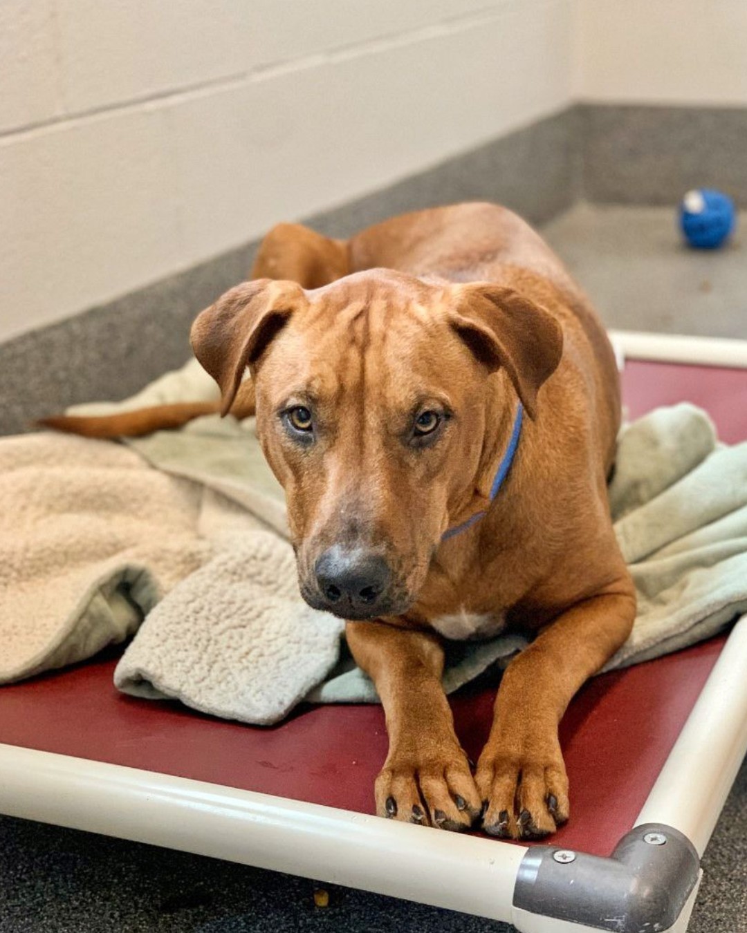 Kitsap Humane Society (KitsapHumaneSoc) / Twitter