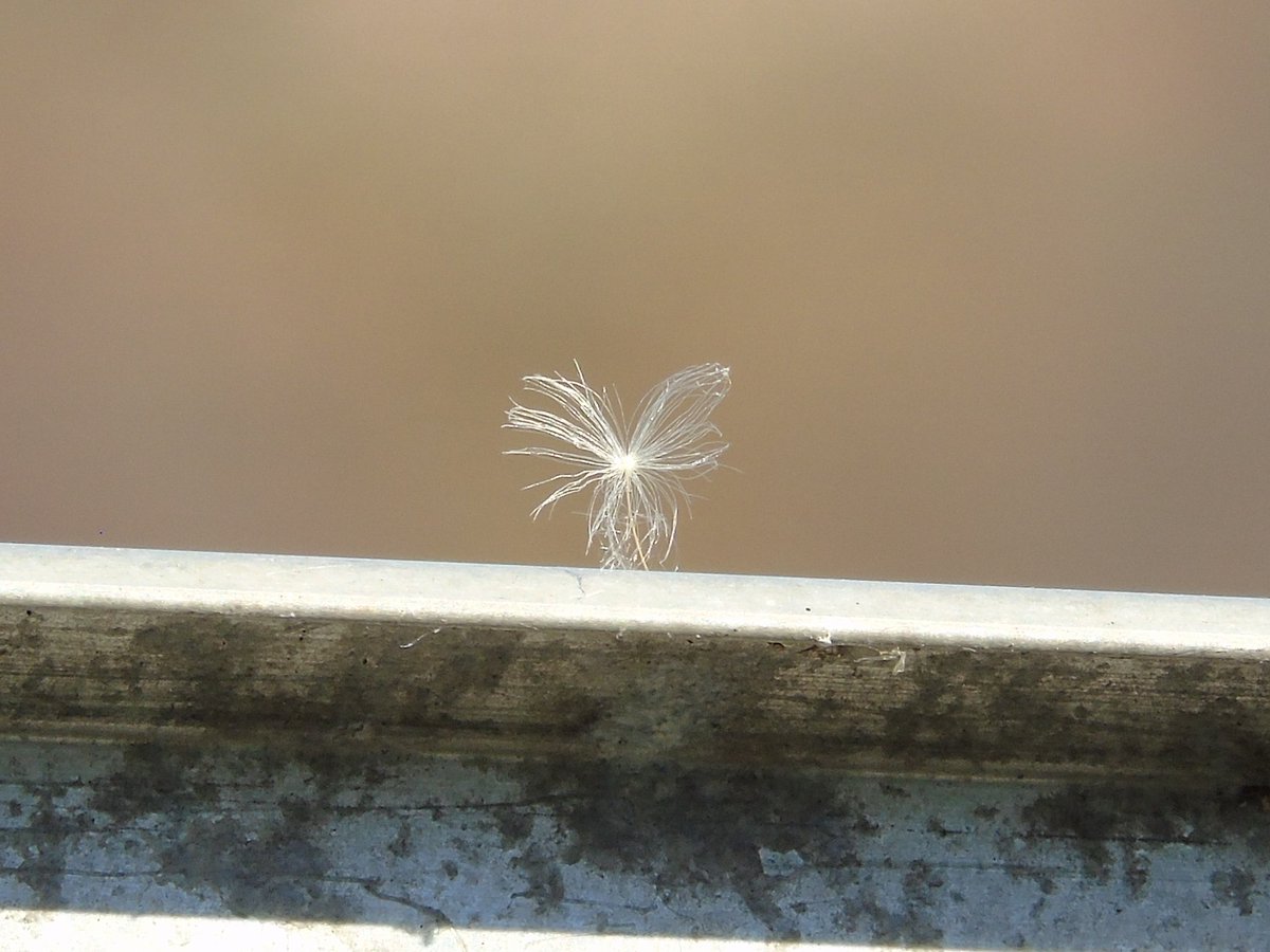 MyGarden_Uk's tweet photo. Make a wish and blow.🌬️

#SomethingDifferent
#LittleBeauty https://t.co/BJmp6FxXvf