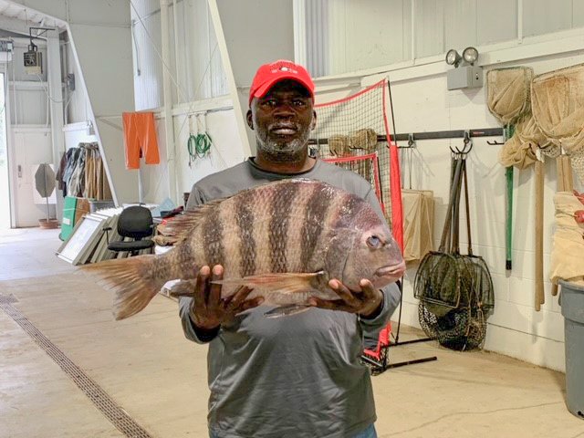 🏆NEW RECORD: Ben Golden III of Midway landed the 14-pound, 14.37-ounce #sheepshead near the Sunbury community outside of Midway on Friday. Read more below: Read more at bit.ly/3kUR2qU
#saltwaterfishing #bigfish #inshorefishing #recordfish