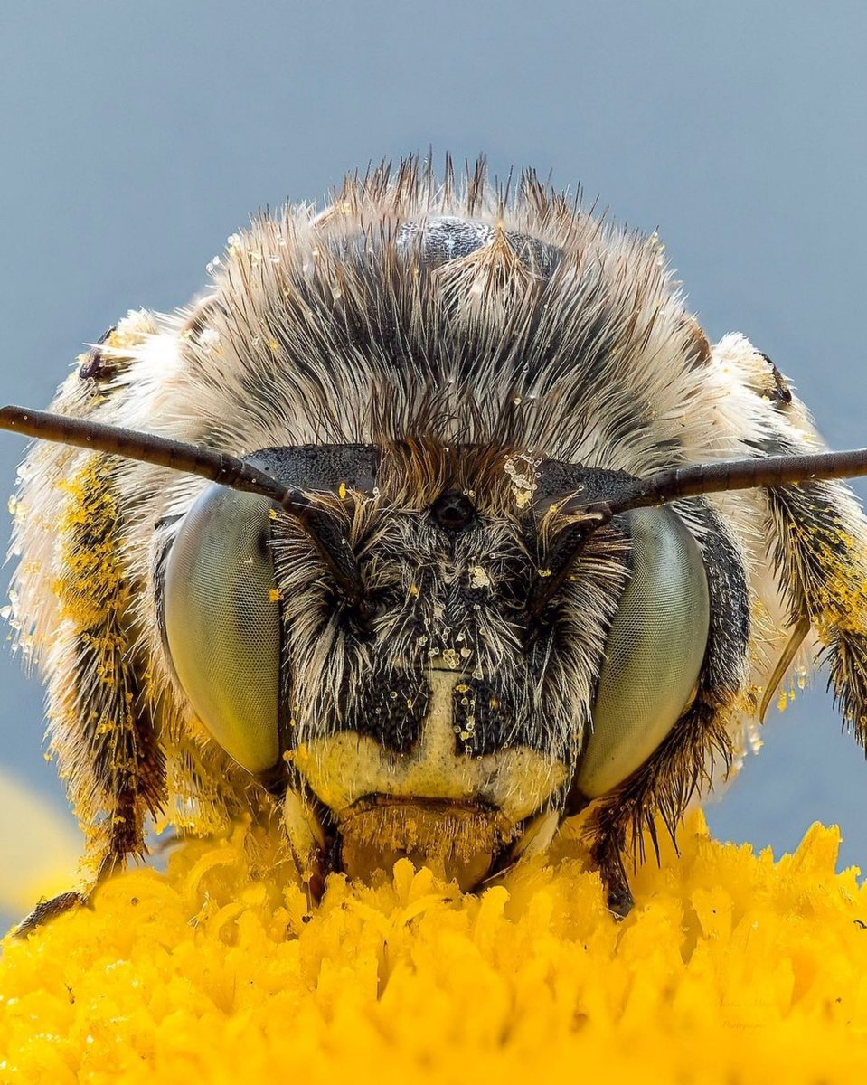 Green-eyed flower bee (Anthophora bimaculata), macro insect photo taken by Martin Macro