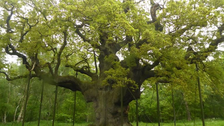 RHensleigh's tweet photo. Did you know that we are based at the heart of Sherwood Forest? 🌲 

You could have your wedding in such a beautiful setting! 😍 

Find out more about us by calling 01623 499105 ❤️ 

#portlandweddings #sherwoodforest https://t.co/uv64mic0Hb
