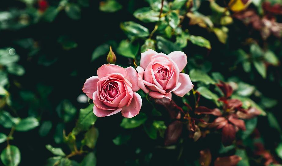 Weekly Update: 5 February 11am Reflections on Love with Rosslyn Hill Singers; 12:15  Soul Circle;  6pm Mindfulness; 7pm Soul Fuel with Russell Swallow- mailchi.mp/d712ef32eba3/w…  #spirituality #community #love #weareunitarians