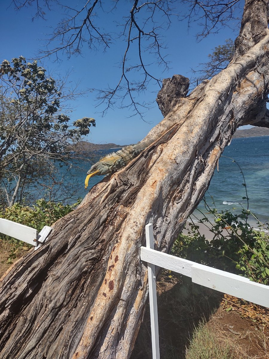 Just his 300 followers, celebrating by wandering around and feeding bananas to iguanas!