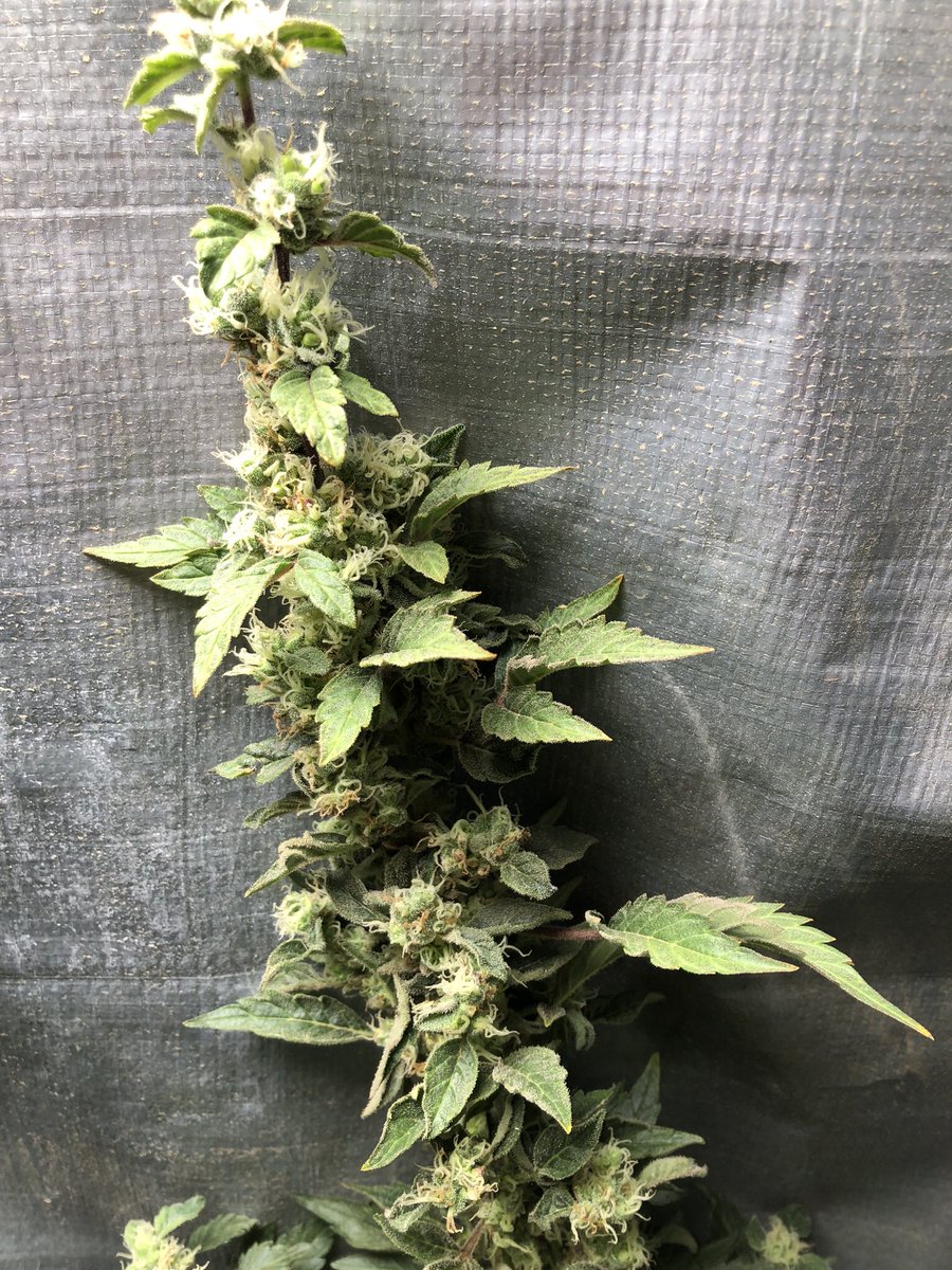 bobmarshinaz's tweet photo. Exactly 100 days in soil (14.29 weeks) under #UFS3000LED Grow light from @UNITFARM_led co.
Almost done. Gonna go one more week.
Should yield a couple oz’s or so. https://t.co/L6GjjU0AE6