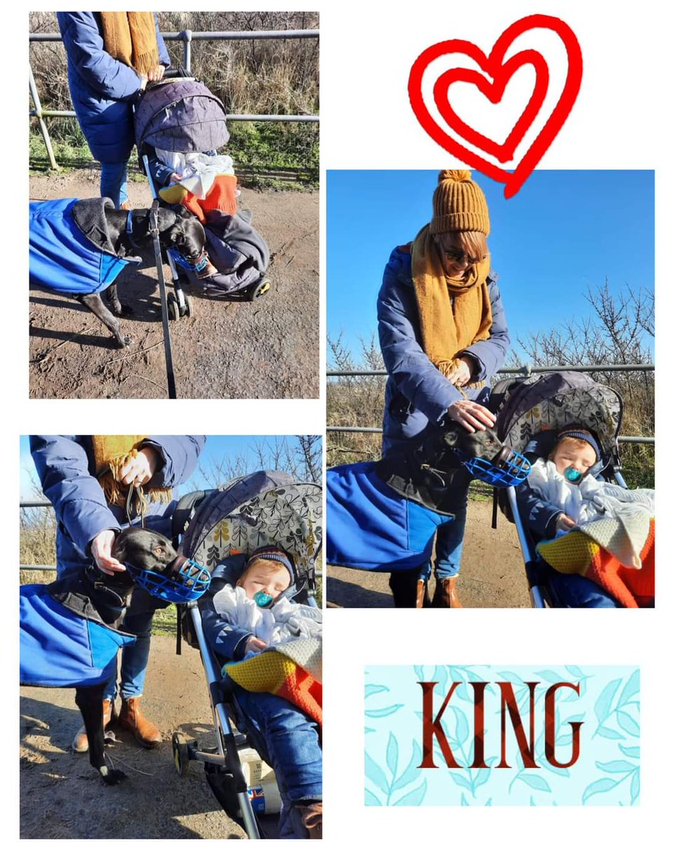 Greyhound Adoption @ Seaside Greyhounds tweet media
