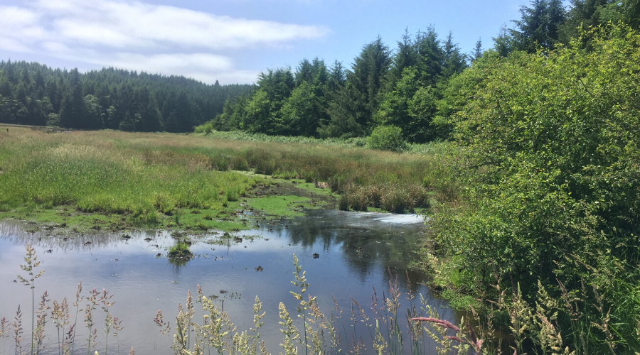 Today is World Wetlands Day! The Convention on Wetlands International Importance was signed on February 2, 1971, in Ramsar, Iran, as an international treaty. 

This year’s focus is on Wetlands Restoration.