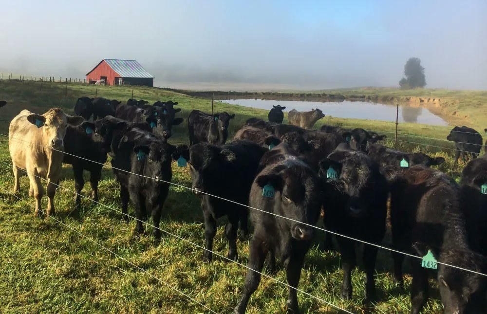 CraveEngines's tweet photo. As an Angus #cattle rancher &amp; OTR trucker, Barry Kucera is a man that isn’t afraid of a challenge. https://t.co/L8RmMCfvvS #IAmAngus #IAmCaterpillar #CattleCon23 #Trucking #RanchLife https://t.co/b1VpBIMGGv