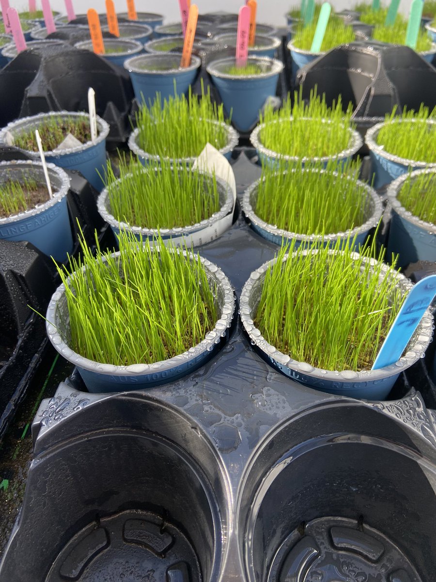 CBrowngreens's tweet image. Small project in the works, Comparing coated perennial rye seed vs non coated. Next steps are to see how different levels of Nitrogen affect growth.