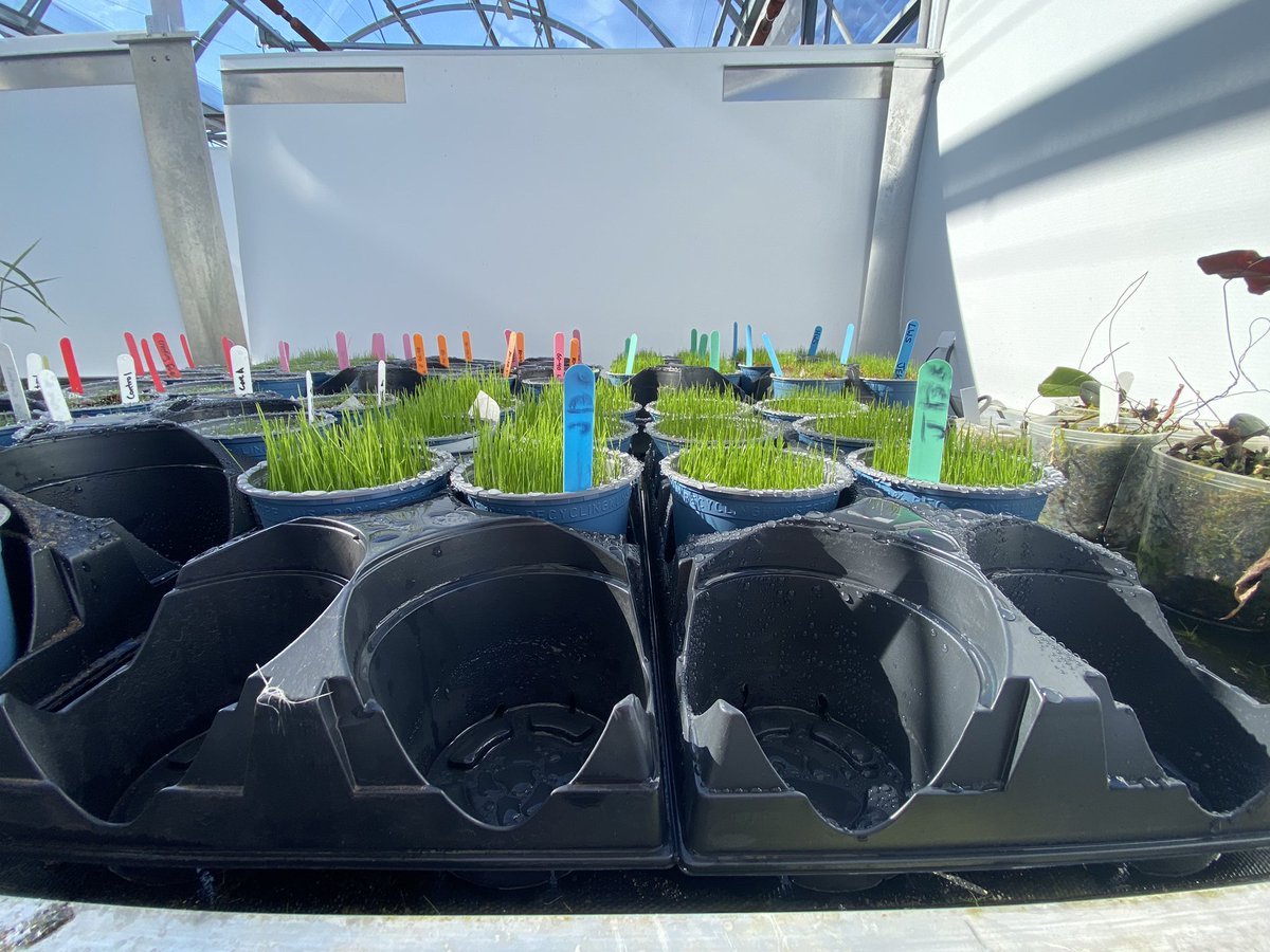CBrowngreens's tweet image. Small project in the works, Comparing coated perennial rye seed vs non coated. Next steps are to see how different levels of Nitrogen affect growth.