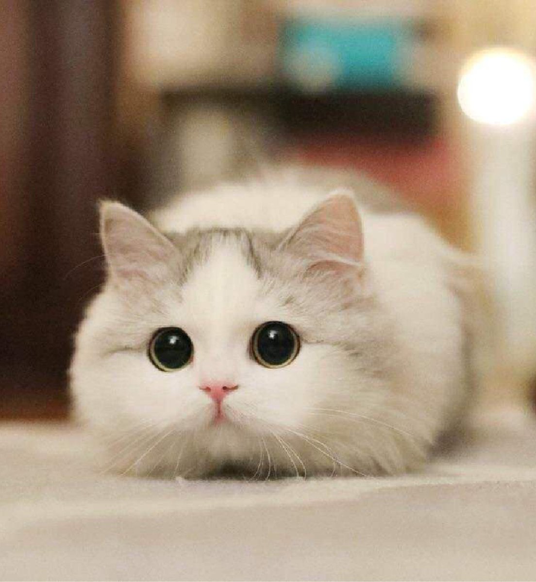 bib 🐥☕️ now on VGen! tweet media