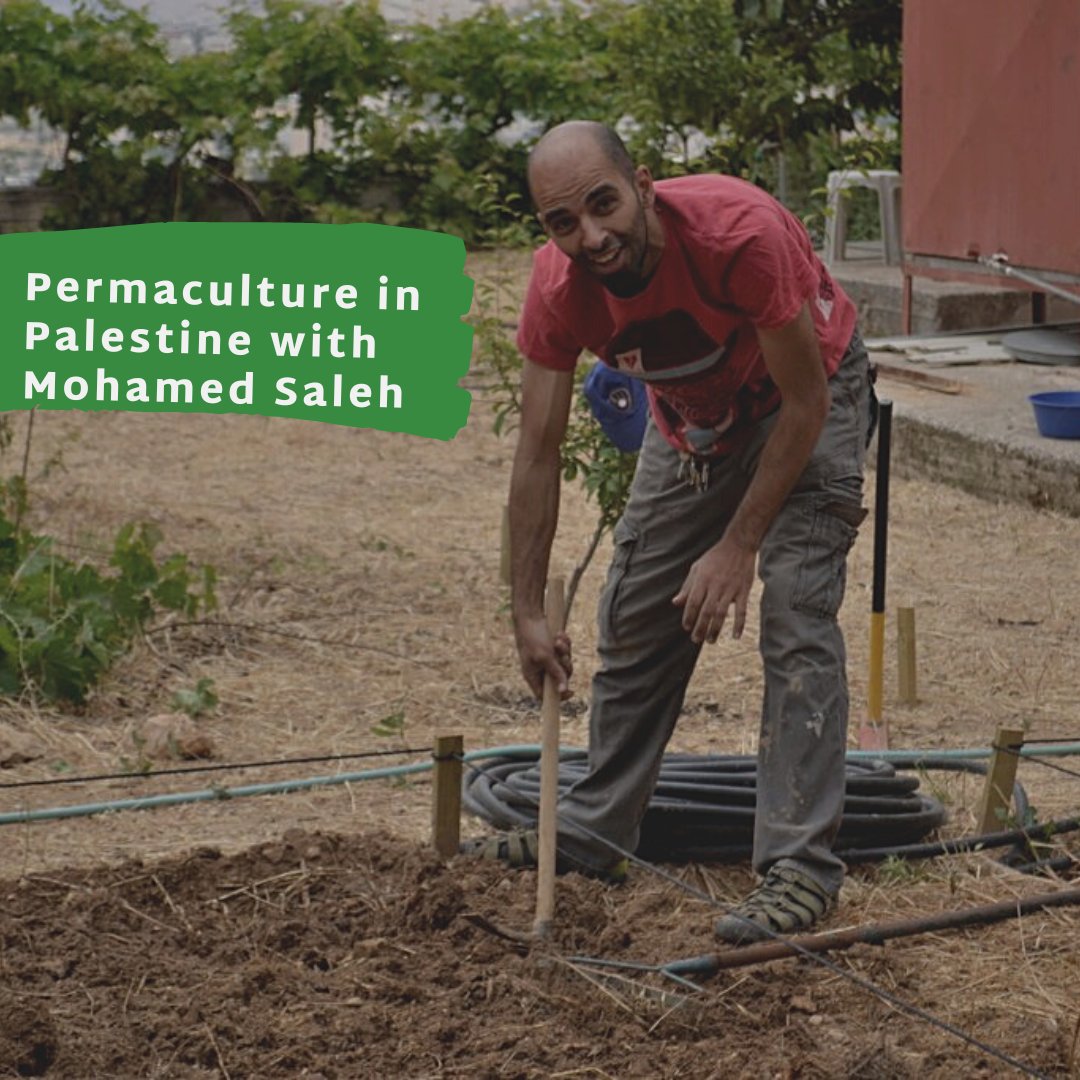 Heartwarming episode of Stories from Palestine podcast with Mohamed Saleh from Mostadam Eco Design about permaculture in Palestine

Listen on your favorite podcast player or click the link

storiesfrompalestine.buzzsprout.com/1297634/121614…