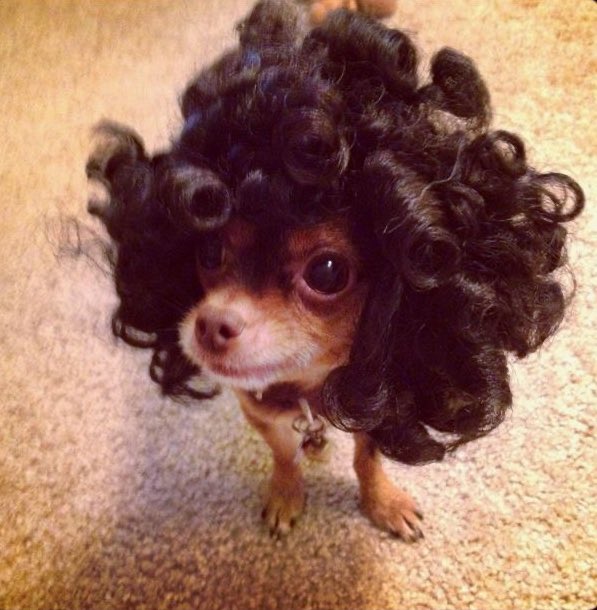 benito as dogs (@benitodogs) on Twitter photo 