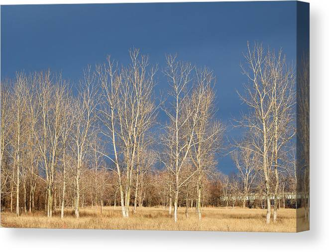 denisew428's tweet photo. #winter #canvaspring #photography on #canvas #baretree #branches #AltonIllinois #bridge #bridgephotography #treephotography #AYearForArt #BuyIntoArt 
https://t.co/3B0Uvj0sEj https://t.co/PUjgm46U5j