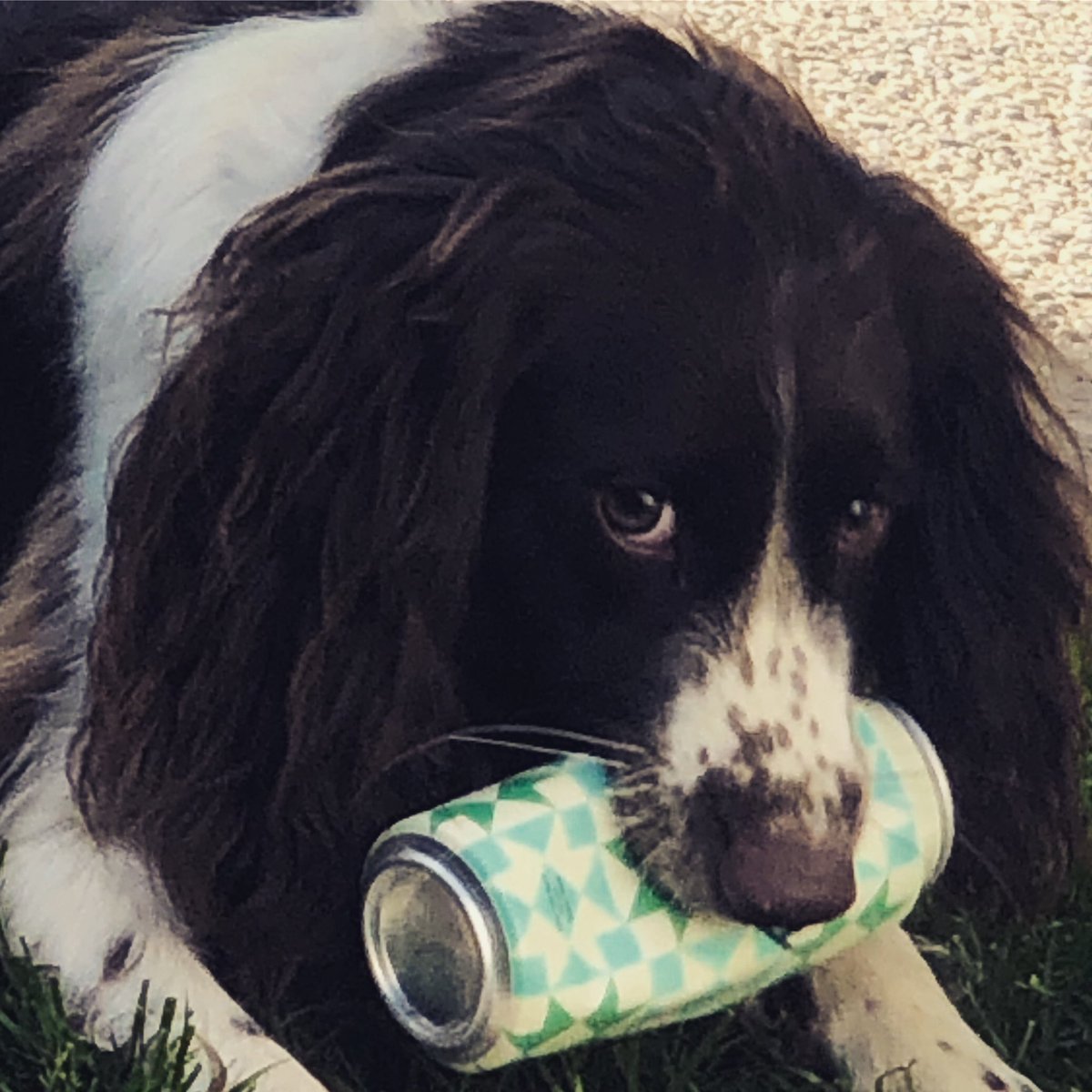 Jill Dewes tweet media