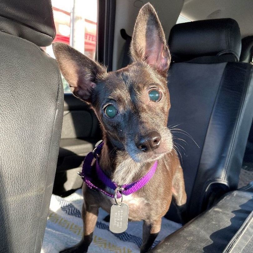 I'm blind &amp; my muscles are very weak from being kept in a crate for 3 years. 💔
But GOOD NEWS!!!!
The people here promise they'll find me a wonderful family to love me.  
They already took me on a field trip to the beach so I believe them.
xxxx Bee
#DogsofTwittter