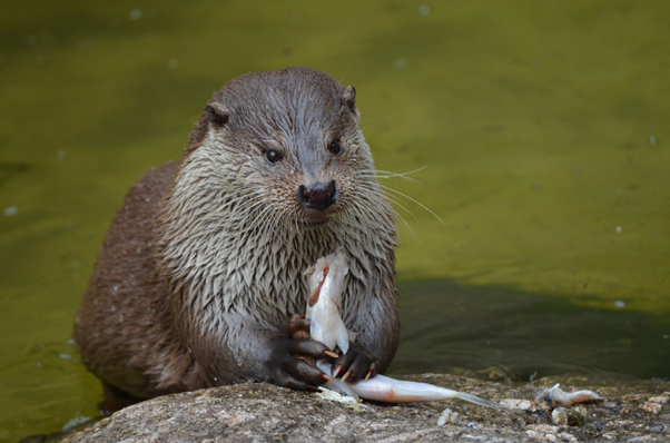 GRActivists's tweet photo. Food preparation is an essential class at Otter Academy. #Otterly ridiculous 🐟

#FishyFacts #Otters #Cute #Animals https://t.co/qqAEL7Jn85