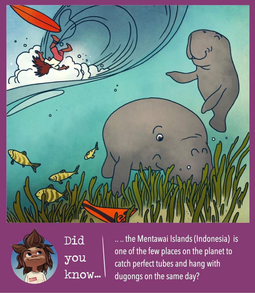 WiiLDERworld's tweet photo. Chilled-out marine mammals called dugongs live in and feed around calm seagrass meadows in Mentawai mangroves. Like their cute cousins, the Manatee, they eat up to 90 pounds of seagrass daily. 🥬🥬
#surfing #manatee #savethemanatees #savedugongs #animalfact #mentawai https://t.co/F5qCFYZRMV
