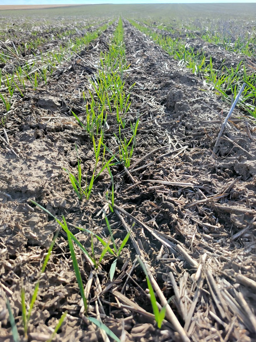 McGregorSeed's tweet photo. 50⁰ at the base of the Blues today has TMC's newest winter wheat, TMC M-Pire, ready for spring! https://t.co/WROU5K2XwA