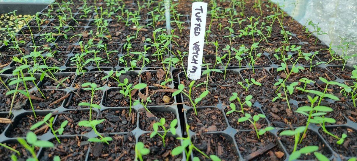 CelticWildflow1's tweet photo. Tufted Vetch - already making an appearance!

A perennial and member of the pea family.  It's a scrambling plant that has bright violet flowers. 
Enjoys grassy places, hedgerows and meadows.

These plugs will be ready in April. https://t.co/SLs2etyPpq