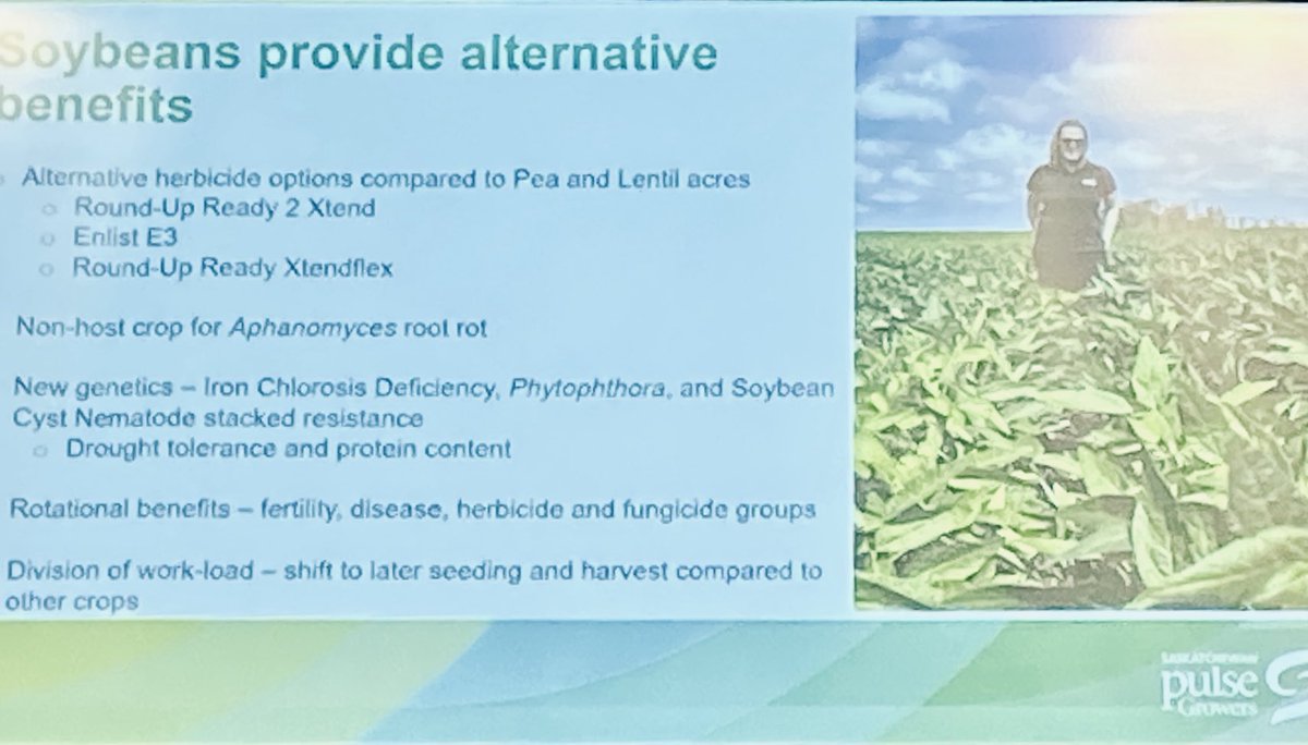 Consider growing soybeans in SK…early maturity, non host for aphanomyces root rot and good weed control options.  Other positive attributes talked about by @saskpulse Meagen Reed, Agronomy Manager. ⁦<a href="/megs_reed23/">Meagen Reed</a>⁩