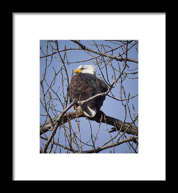 #eagle #eaglephotography #birdphotography #BaldEagle #AYearForArt #BuyIntoArt #framedart #homedecore #officedecor #beautifulbirds
fineartamerica.com/featured/eagle…