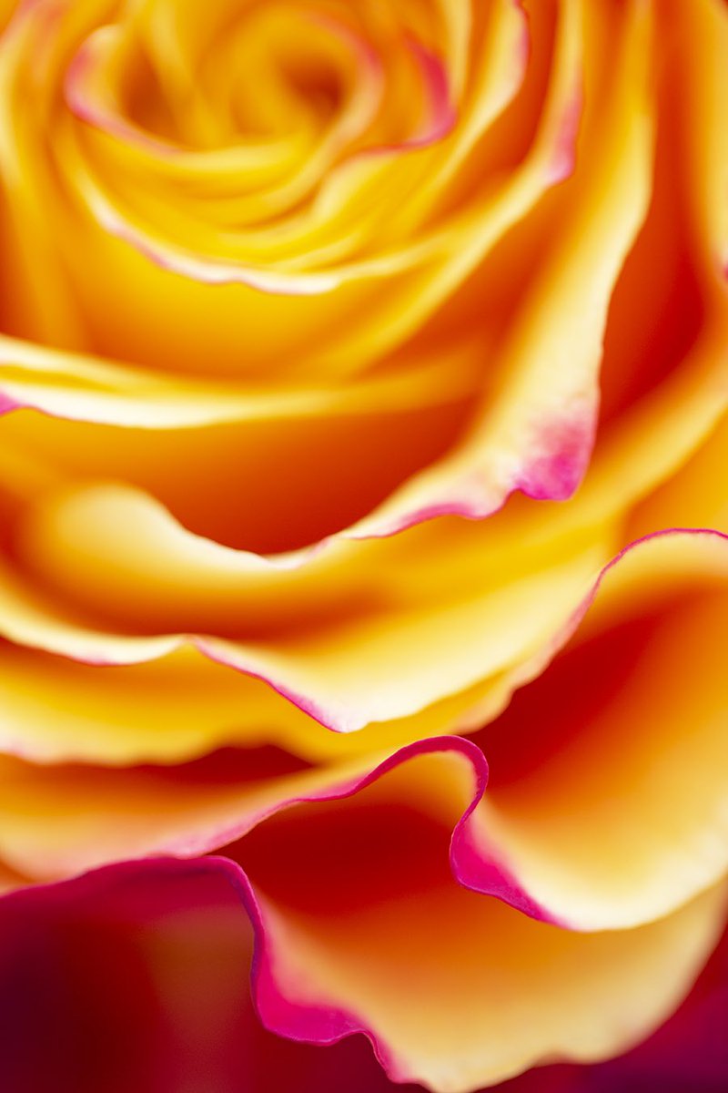 The Layers That Create Us will be dropping February 7th 

My first OE will be available on <a href="/niftygateway/">Nifty Gateway Studio</a> as a part of the curated #OasisOfArt drop by <a href="/NftSheikh/">NFTSheikh</a> .

Available for 72 hours

My first edition on eth in over a year so if you want my work, this is your chance 💗💗