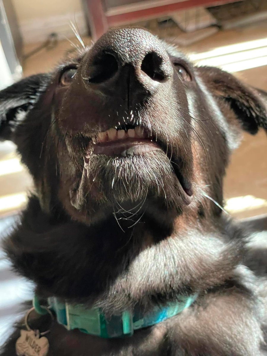 jsrphotos's tweet image. I asked #MidJourneyAi to reimagine this derpy Wilder photo as if done by Hieronymus Bosch and I am thoroughly glad I did.
#aiart #derpydog #rescuedog