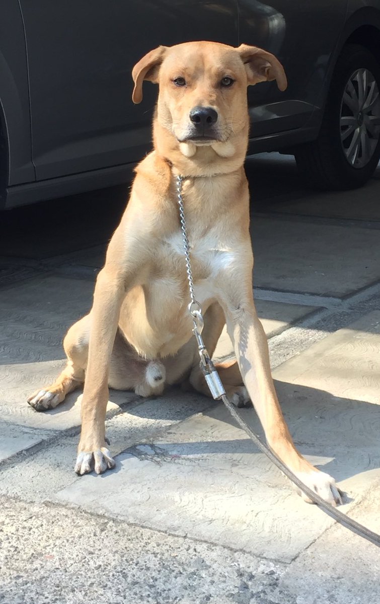 InigoDeAbiega's tweet image. Hola a todos, encontramos este perrito en la Colonia Florida, Álvaro Obregón, CDMX. 
Agradezco si pueden compartir para poder dar con sus dueños.

@ADOPTA911 @MascotasSismo @mascotasdifunde @PrrosPerdidosMX @UbiCanApp @UbicapetMexico @por_perros @Perrosenlacalle #PerroPerdido