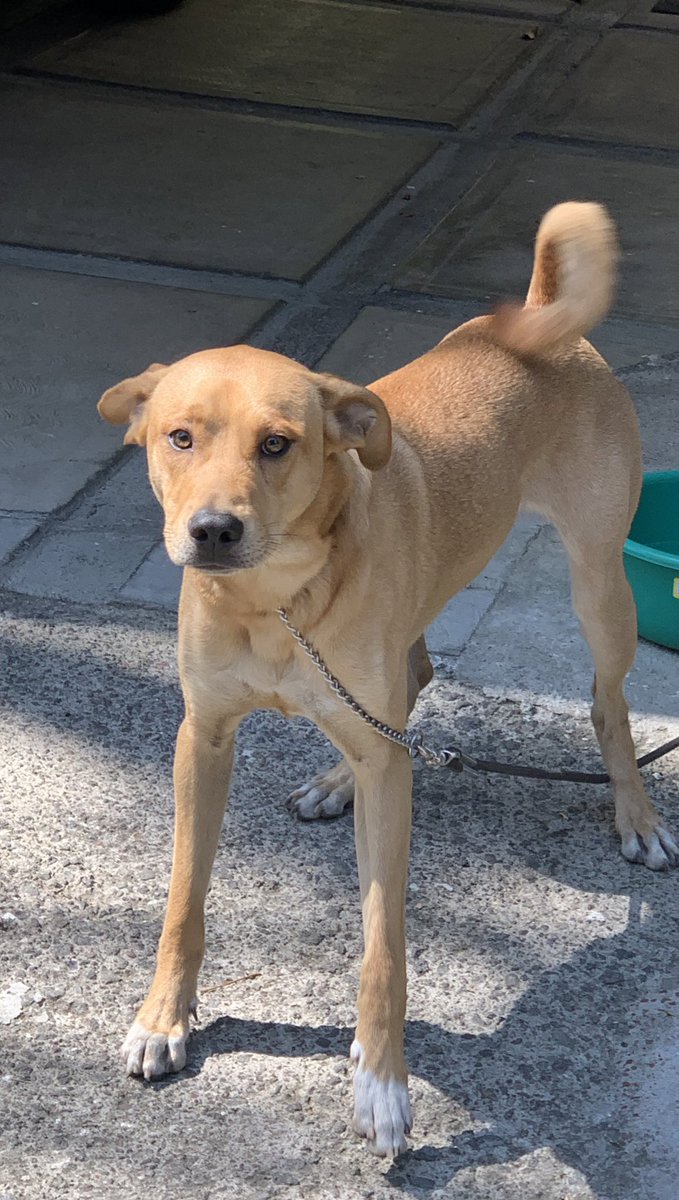 InigoDeAbiega's tweet image. Hola a todos, encontramos este perrito en la Colonia Florida, Álvaro Obregón, CDMX. 
Agradezco si pueden compartir para poder dar con sus dueños.

@ADOPTA911 @MascotasSismo @mascotasdifunde @PrrosPerdidosMX @UbiCanApp @UbicapetMexico @por_perros @Perrosenlacalle #PerroPerdido