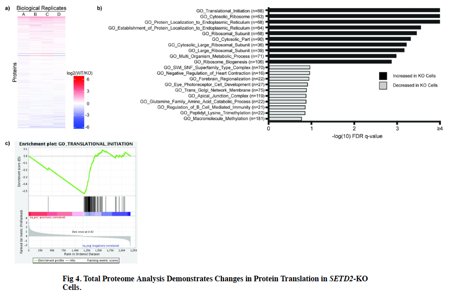 DrScottHaake's tweet photo. 1) Data from human cell lines and tumors suggest that #SETD2 mutations in #kidneycancer (specifically the methyl transferase function) is associated with increased expression of ribosomal genes and protein. Thus, #SETD2 may regulate ribosomes and/or translation. 2 of🧵 https://t.co/L6Wc8MjX9H