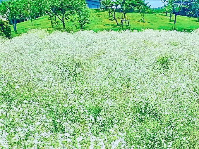 花言葉 の評価や評判 感想など みんなの反応を1時間ごとにまとめて紹介 ついラン