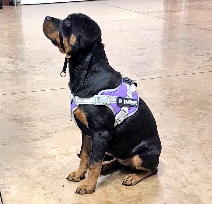 Team Servicerottie🇨🇦🐕‍🦺🦽 tweet media
