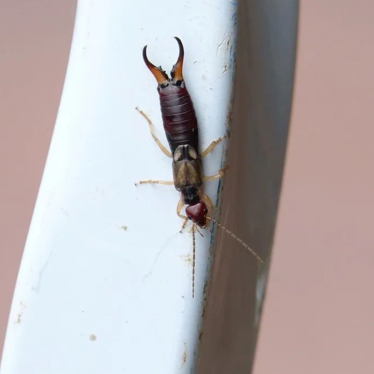Gmanpestcontrol's tweet image. Despite their large forceps, earwigs not harmful to humans. Also, since they prefer damp organic environments, they generally don&apos;t like to live in your home. If they continue to show up, however, be sure to contact us: (845) 226-6211. #GManPestControl #PestControl #earwigs