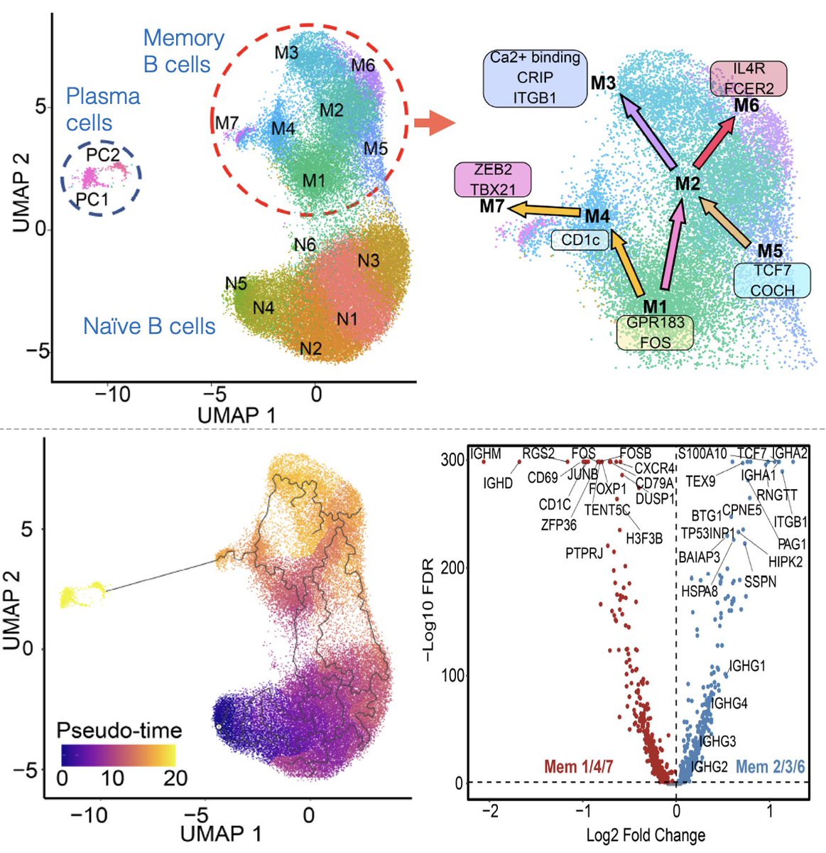 MariaLafaille Lab (@mlafaillelab) on Twitter photo B cells in Aranda et al.:In addition to revealing the type2-marked IgG memory B cells, our manuscript has nice scRNAseq analysis of human blood B cells (naïve, memory and plasma from blood of adult atopic and non-atopic subjects. Check it out! @tonestrife <a href="/edgarEGK/">Edgar Gonzalez-Kozlova</a> <a href="/SinaiImmunol/">Lipschultz Precision Immunology Institute</a> B cells in Aranda et al.:In addition to revealing the type2-marked IgG memory B cells, our manuscript has nice scRNAseq analysis of human blood B cells (naïve, memory and plasma from blood of adult atopic and non-atopic subjects. Check it out! @tonestrife <a href="/edgarEGK/">Edgar Gonzalez-Kozlova</a> <a href="/SinaiImmunol/">Lipschultz Precision Immunology Institute</a>