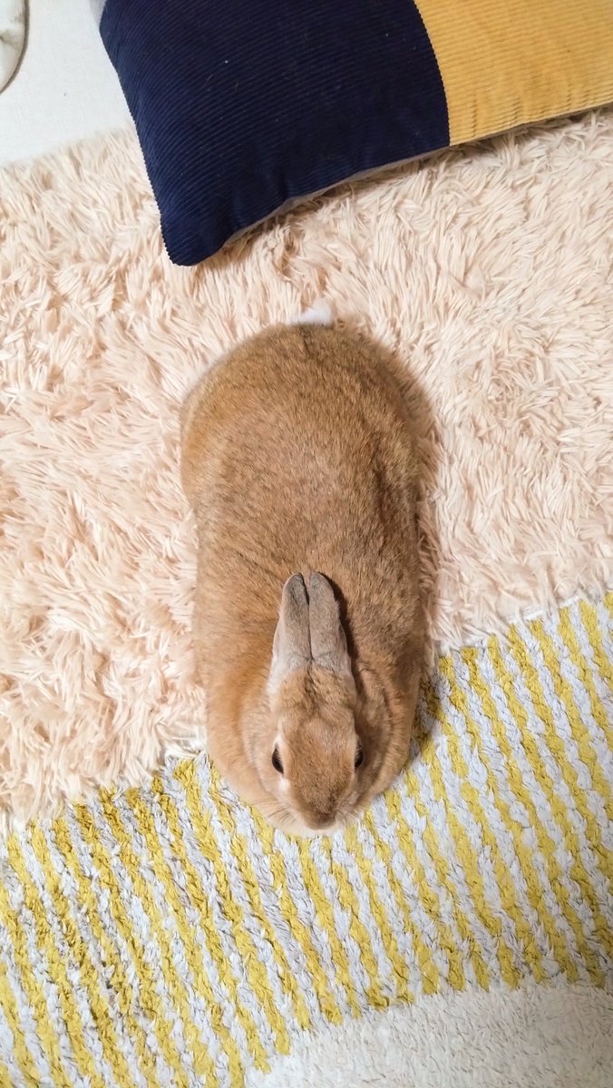 undundo's tweet photo. この形、煎餅の味しらべに見えて仕方がない🐰

#うさぎ #煎餅 #味しらべ #見える https://t.co/79Y4tCP1Oy