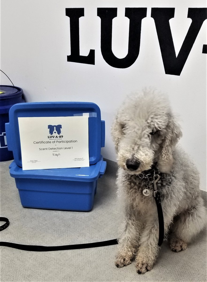 brokenmindprof's tweet photo. Old dogs can always learn new tricks. Ralph passed introduction scent detection and got 3/3 on the "exam". #bedlingtons https://t.co/CkGMUJ4i5c