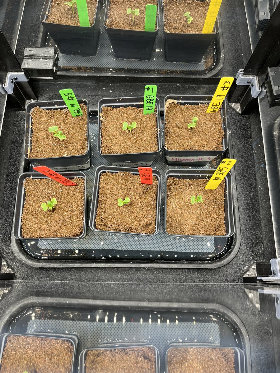 _norwayneffa's tweet photo. Tomorrow is our first measurement day for our second trial of our misome project through @GrowBeyondEarth and @getMARSfarm! Check out this bird’s eye view of our little fellas 🌱 https://t.co/9NmakUkL3G