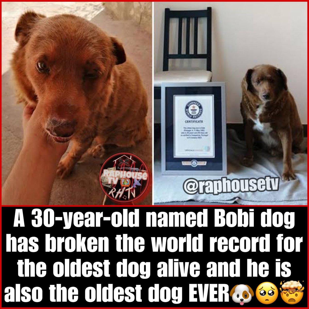 A 30-year-old named Bobi dog has broken the world record for the oldest dog alive and he is also the oldest dog EVER🐶🥺🤯