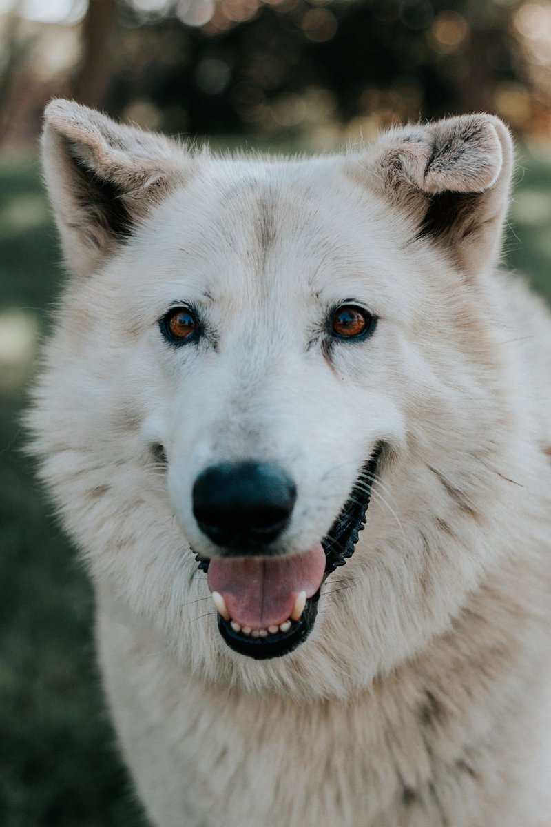 PJ O'Sullivan (@pjosullivan) on Twitter photo Rest in Peace Duke. You were indeed the best friend we could have hoped for. Rest in Peace Duke. You were indeed the best friend we could have hoped for.
