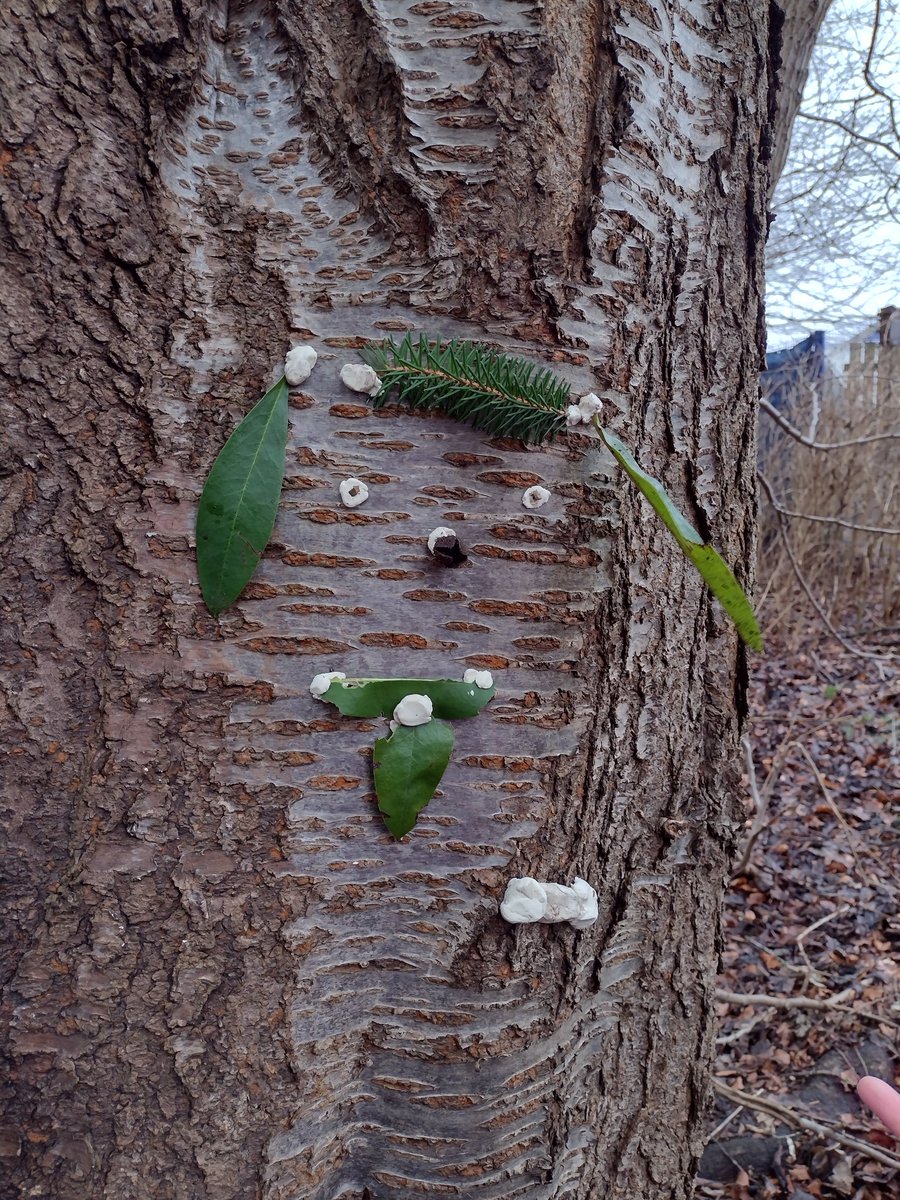MrsSmithToday's tweet photo. P4 wanted to do outdoor learning or art this afternoon. So we did! Look who's in the woods today.  #transientart creativity, pupil choice, fun, engaged, problem solving, observation, success.@livivillagePS https://t.co/Juaw5hRFWn