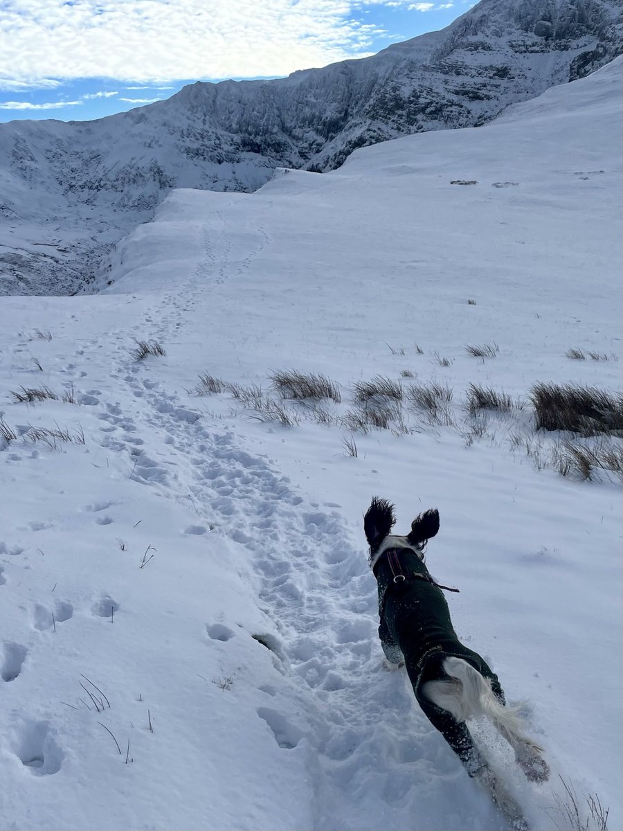 Mountain dog.