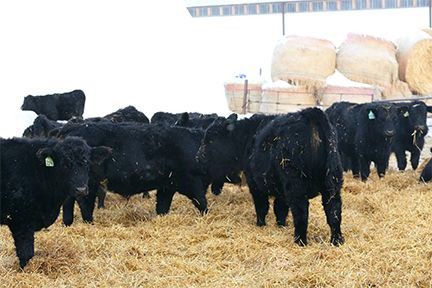 Riverside Farms - 640# Weaned Steers - 65 Head (Glen Ewen, SK) - Team Auction Sales teamauctionsales.com/Riverside-Farm… <a href="/CdnSimmental/">Canadian Simmental</a> <a href="/SASKVBP/">SASK VBP</a> <a href="/VBPCanada/">VBP+ Canada</a> 
Selling on TEAM Friday, February 3rd @ 9:00 AM MST! Sign in @ teamauctionsales.com to preview and participate! #teamauctionsales