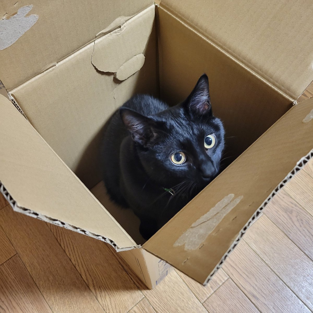 Nan__0516's tweet photo. やっぱり段ボールが１番
#黒猫なん
#黒猫
#猫のいる暮らし https://t.co/ilbNk1FA0f