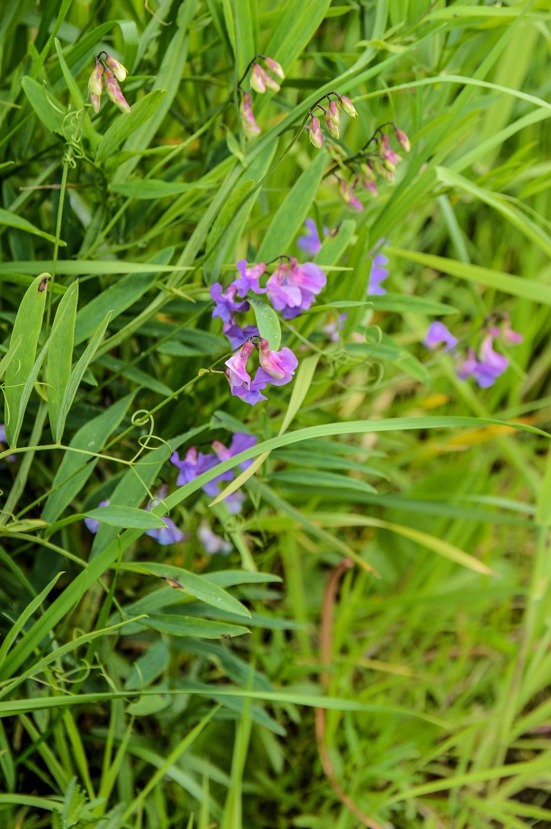 MOConnell07's tweet photo. Given the quantities of rain of recent time, celebrating wetlands may be bridge too far for some. 🇮🇪 has exceptional wetlands, incl. bogs, fens, callows &amp; turloughs. Photos of #callows in Shannon basin; high biodiversity &amp; habitat for the corncrake; so here’s to #WorldWetlandDay! https://t.co/EBA14mb2gW