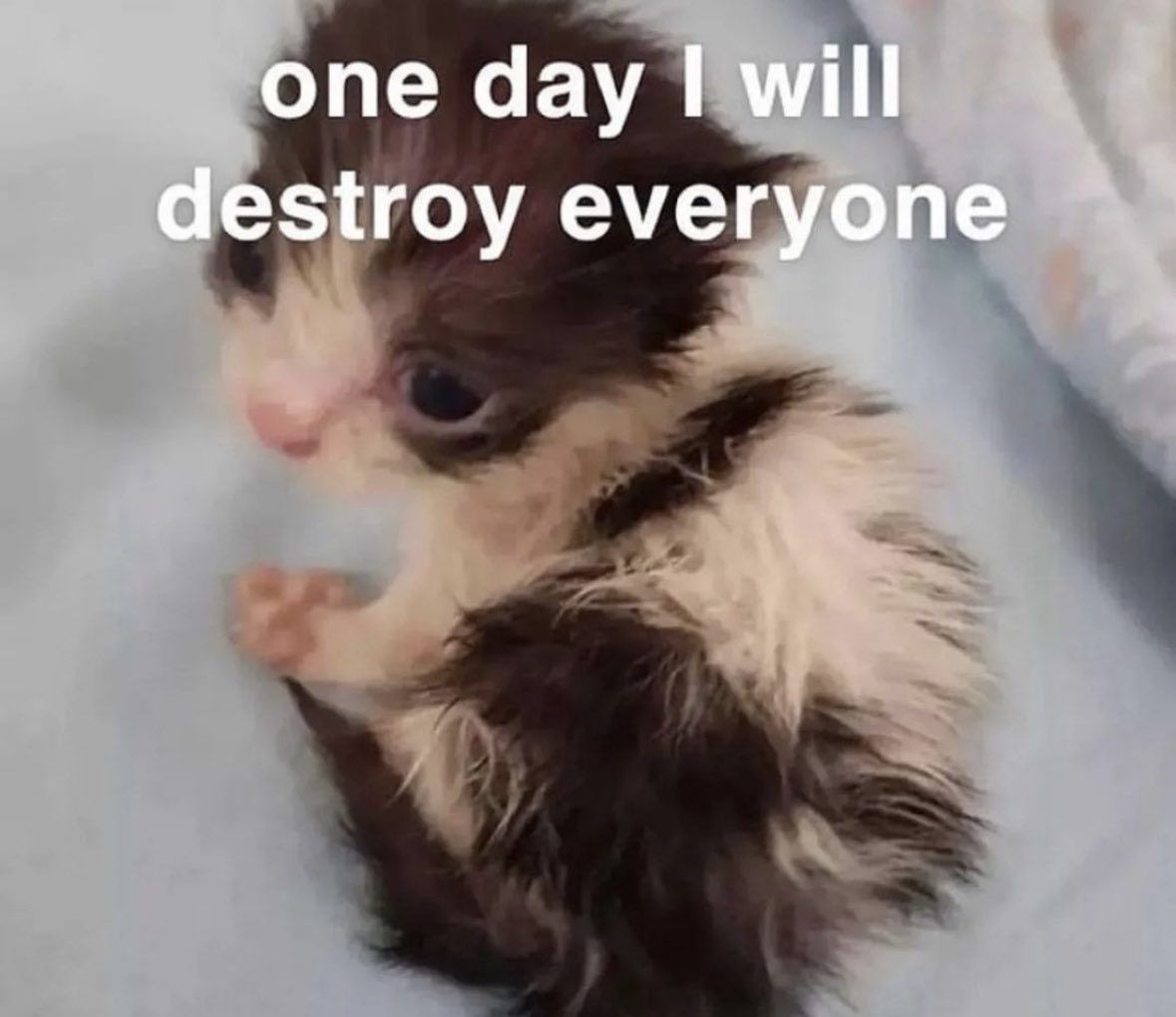 literallymecats's tweet photo. https://t.co/TJaN8cEDg4