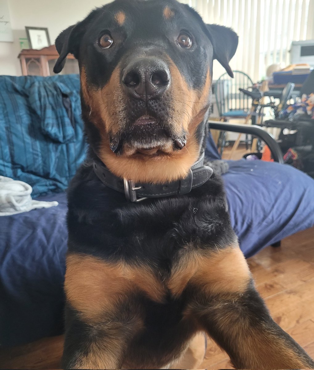 Team Servicerottie🇨🇦🐕‍🦺🦽 tweet media