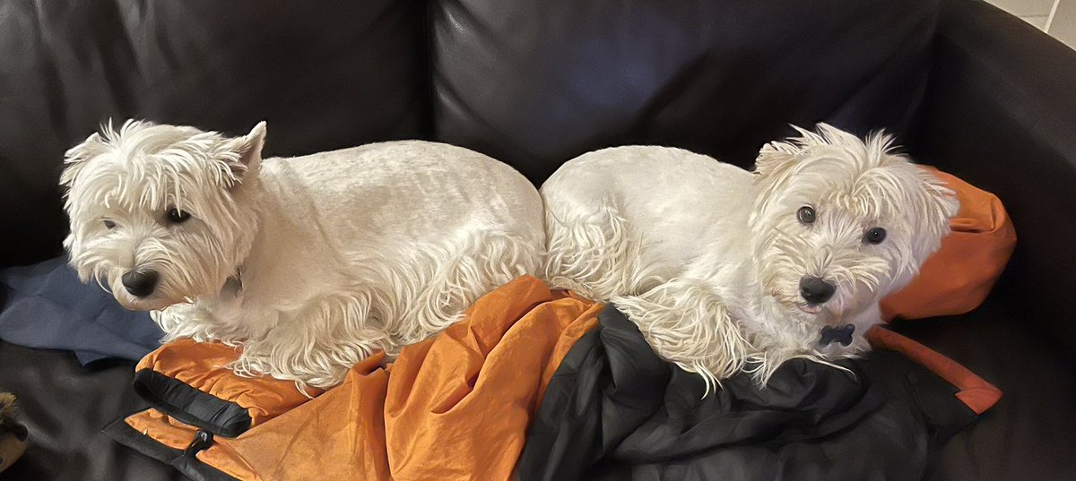 hellodollydog's tweet photo. @MissBaileyWoof Mum doesn’t tweet much anymore. She says she’s “busy”😤 https://t.co/SeOORf16Eq